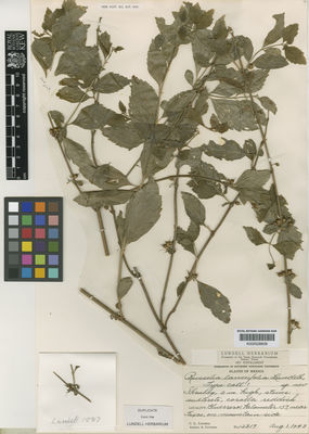 Kew Gardens K000528809:  Lundell, C.L.; Lundell, A.A. [12317] Mexico