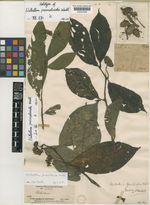 Kew Gardens K000575292:  Griffith [4546] Burma