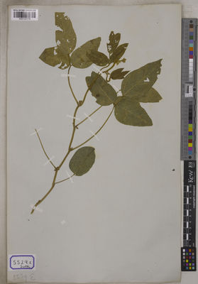 Kew Gardens K001121176:  s.coll. [Cat. no. 5529]