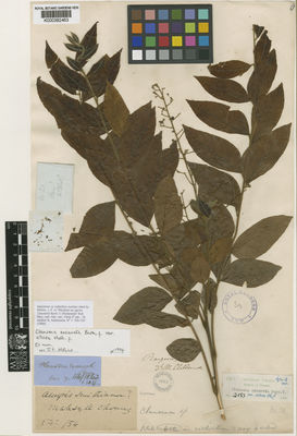 Kew Gardens K000382463:  McClelland, J. [20] Burma