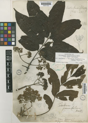 Kew Gardens K000717616:  Wallich, N. [s.n.] Nepal