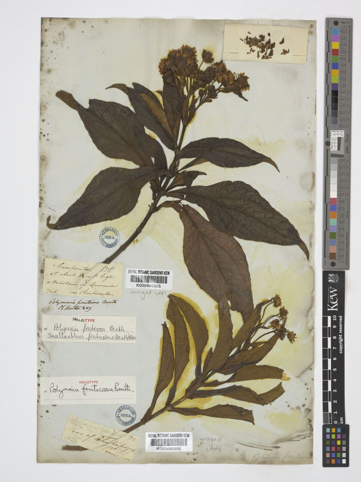 Kew Gardens K000486955:  [Hartweg] [1158] Ecuador