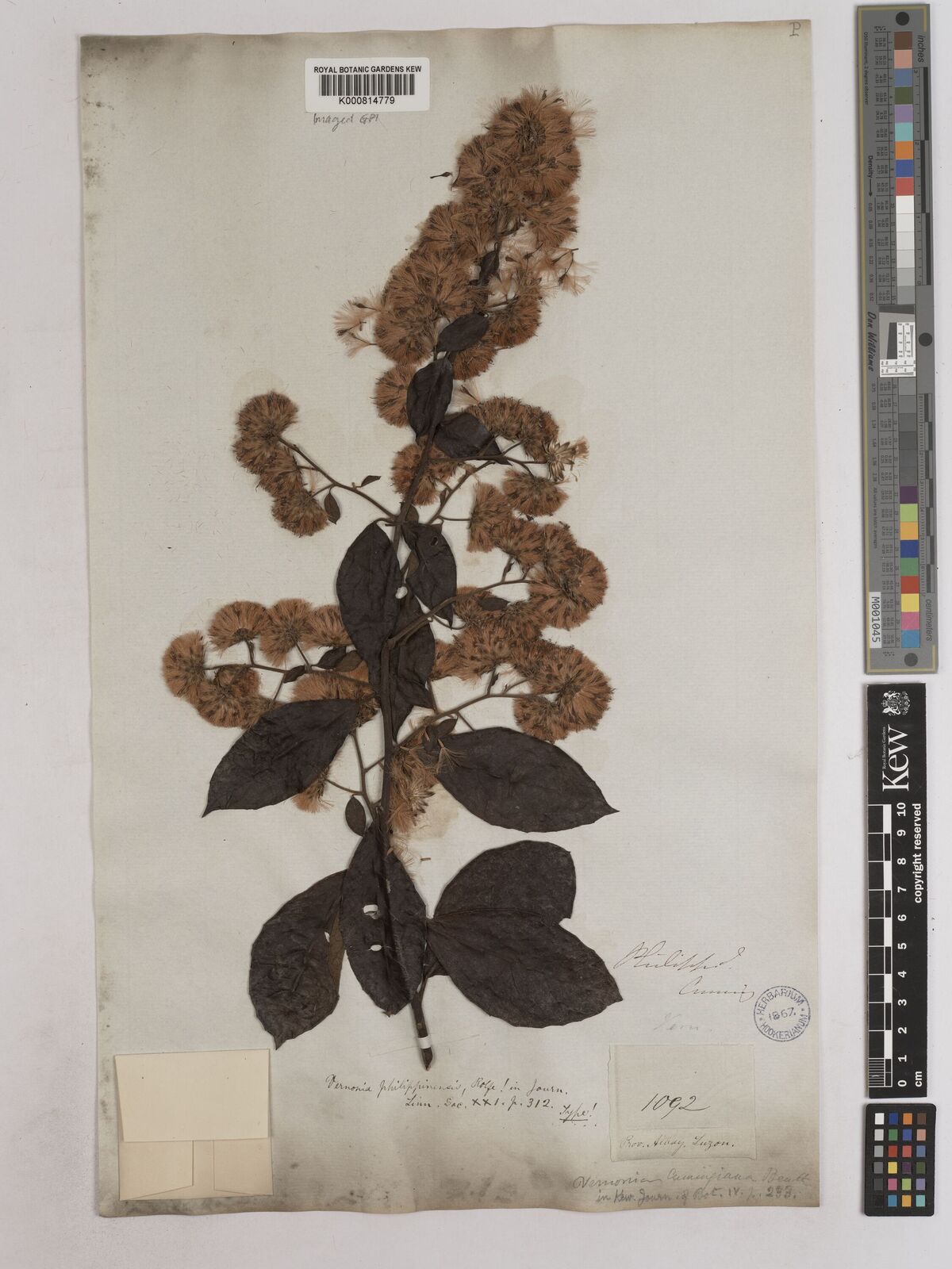 Kew Gardens K000814779:  Cuming, H. [1092] Philippines