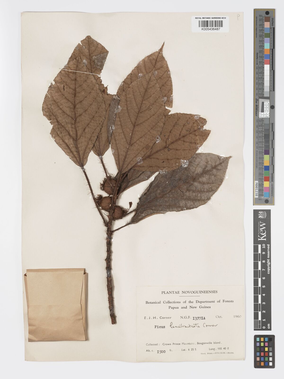 Ficus lancibracteata