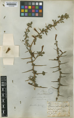 Kew Gardens K000585966:  Mathews [850] Peru