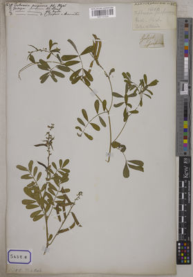 Kew Gardens K001121534:  s.coll. [Cat. no. 5638]