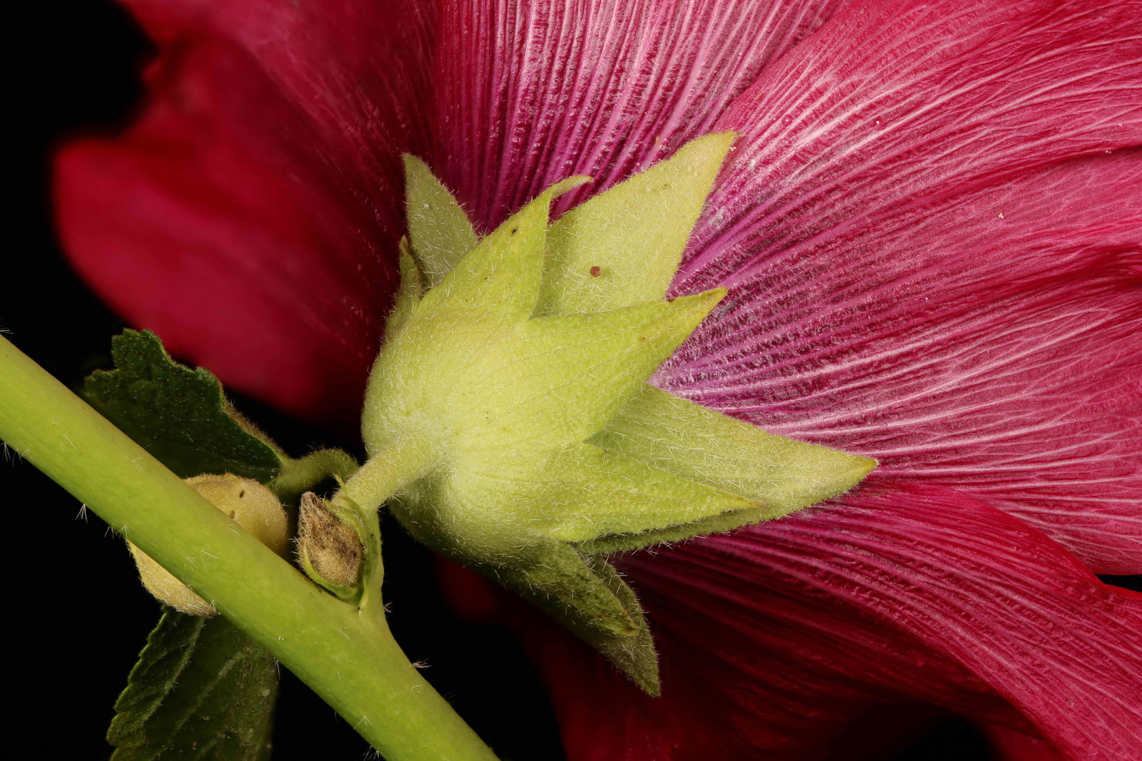 File:Alcea rosea threeflowers.jpg - Wikimedia Commons