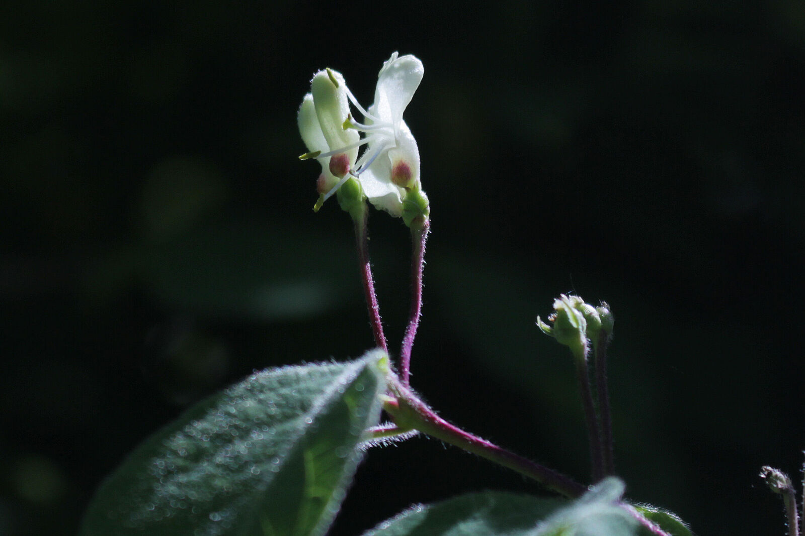 Lonicera demissa