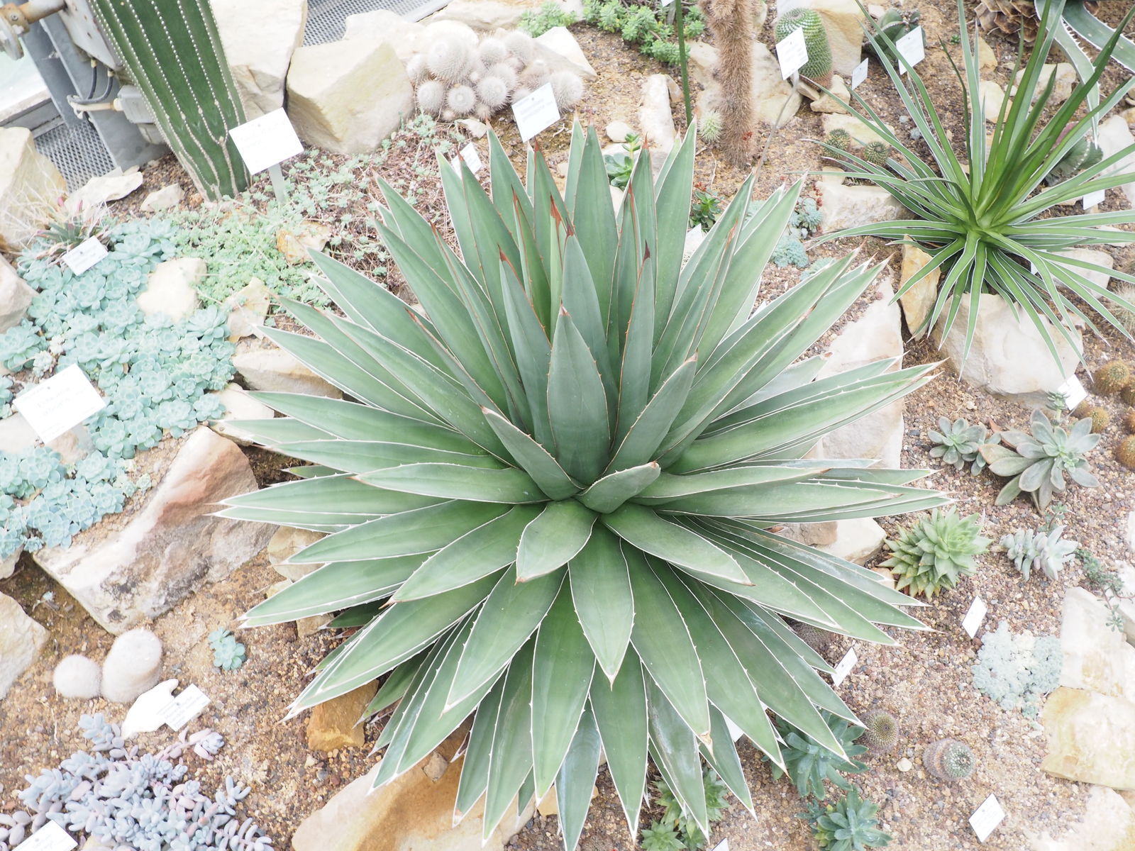 Agave horrida subsp. perotensis B.Ullrich | Plants of the World