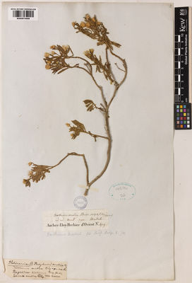 Kew Gardens K000974696:  Aucher-Eloy, P.M.R. [4729] Oman