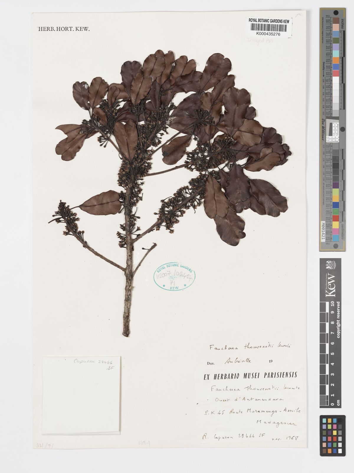 Kew Gardens K000435276:  Capuron, R. [28466 SF] Madagascar