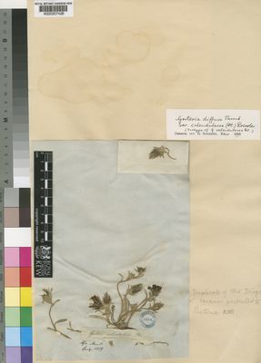 Kew Gardens K000307426:  Drege [s.n.] South Africa