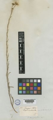 Kew Gardens K000221858:  [Cuming, H.] [75] Chile