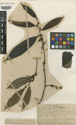 Kew Gardens K000729230:  s.coll. [6561] Singapore