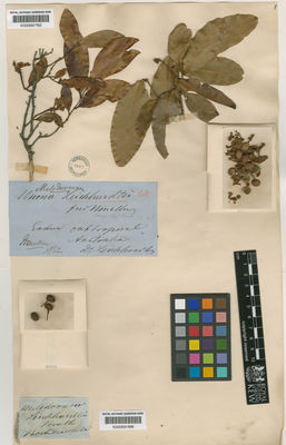 Kew Gardens K000691782:  Leichhardt, F.W.L. [s.n.] Australia