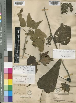 Kew Gardens K000240682:  Kirk, J [s.n.] Mozambique