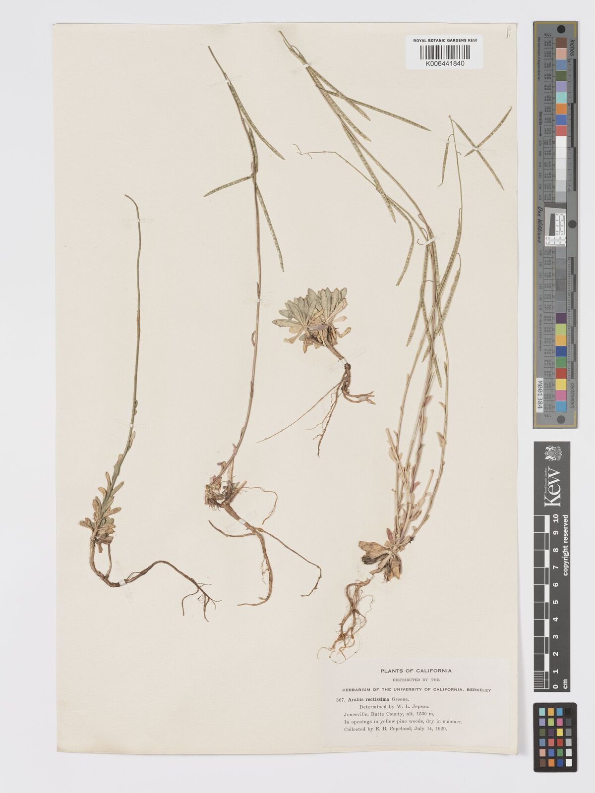 Boechera rectissima