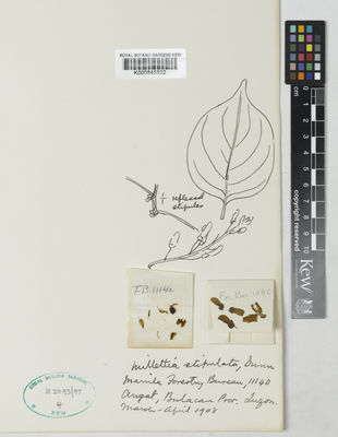 Kew Gardens K000848802:  s.coll. [11140] Philippines