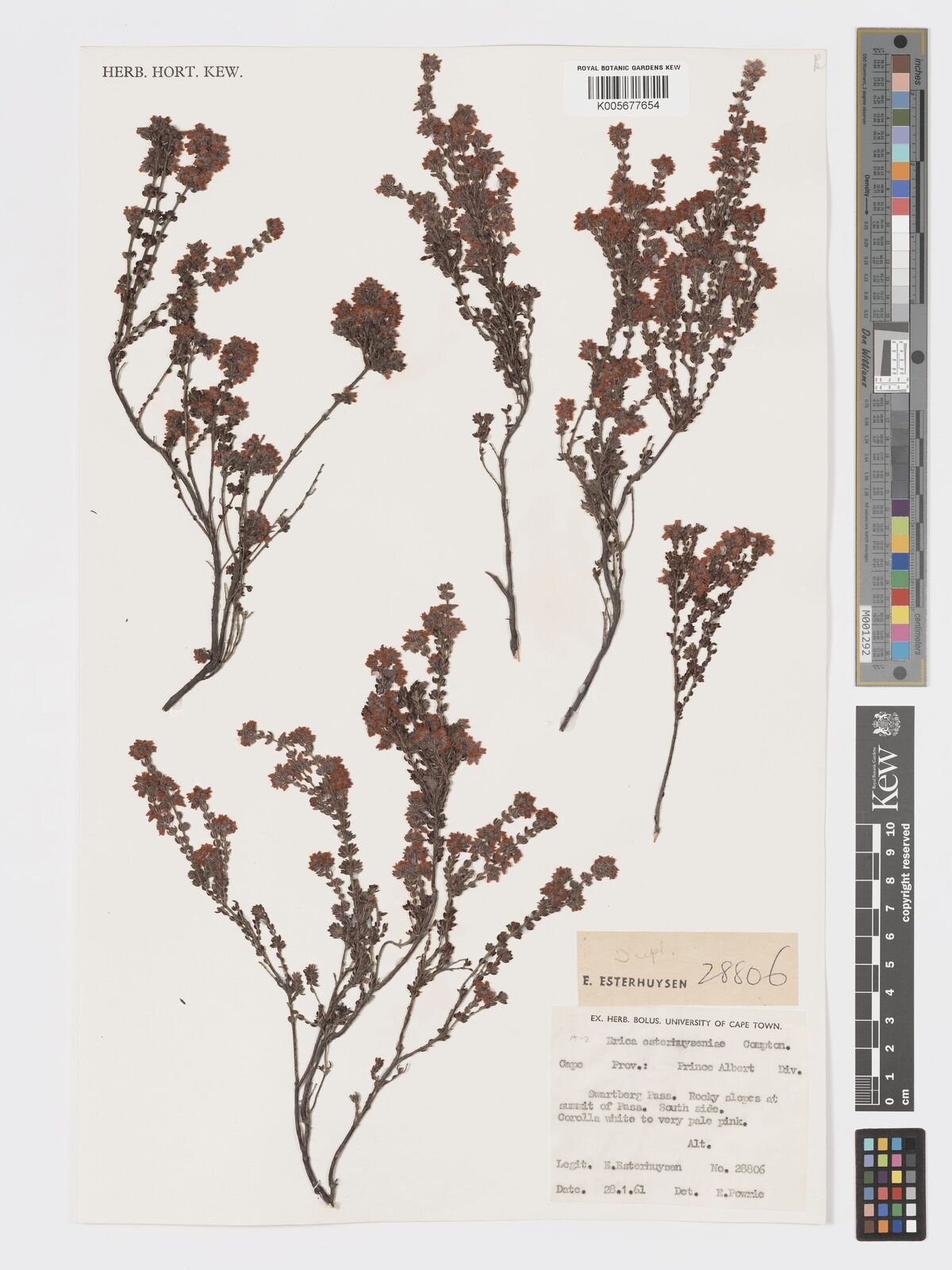 Erica esterhuyseniae