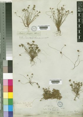 Kew Gardens K000416601:  Drege [s.n.] South Africa