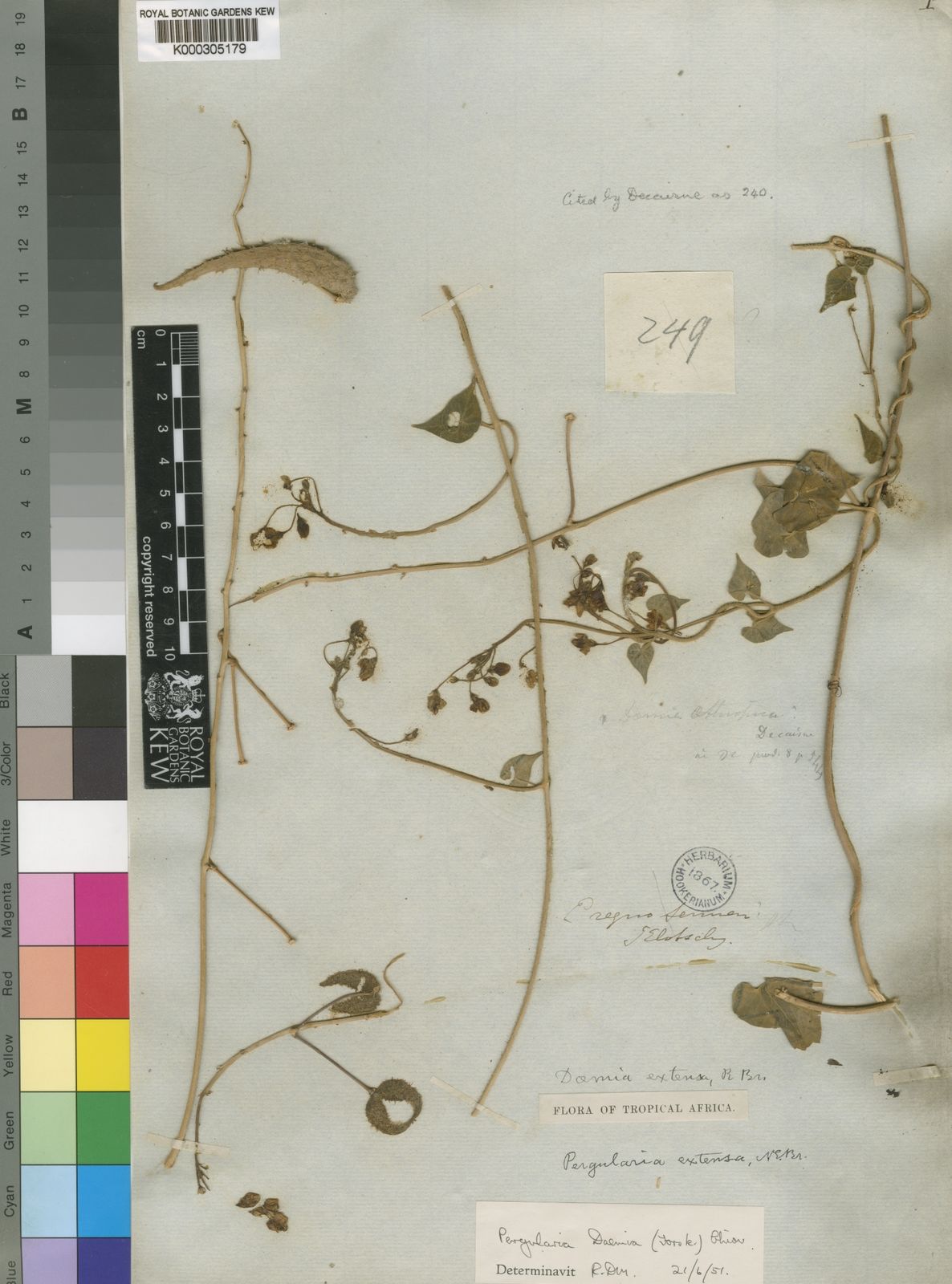 Pergularia daemia subsp. daemia | Plants of the World Online | Kew ...