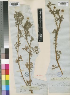 Kew Gardens K000378351:  Drege [s.n.] South Africa