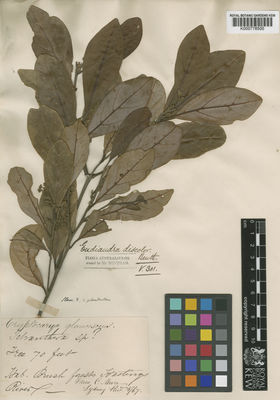 Kew Gardens K000778500:  s.coll. [s.n.] Australia