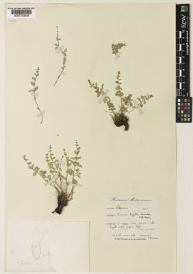 Kew Gardens K000193549:  Davis, P.H. [s.n.] Greece