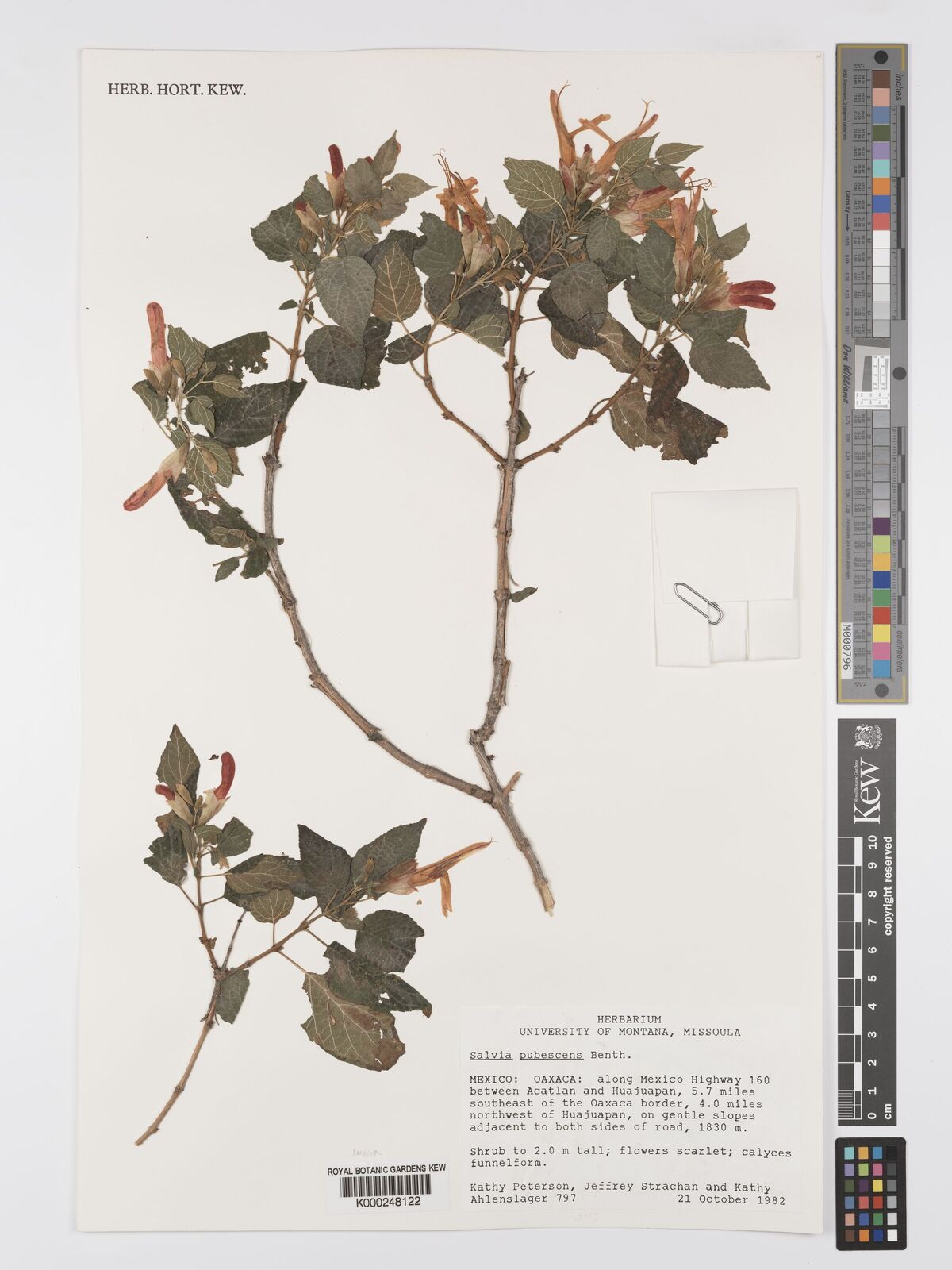 Kew Gardens K000248122:  Peterson, K.M.; Strachan, J.; Ahlenslager, K. [797] Mexico