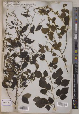 Kew Gardens K001121155:  s.coll. [Cat. no. 5498]