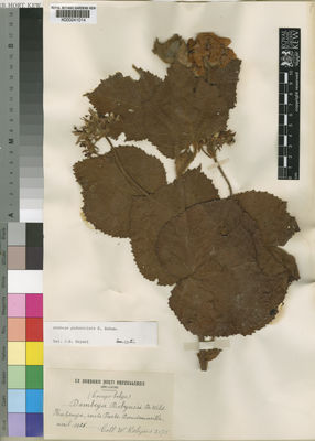 Kew Gardens K000241014:  Robyns, W. [2075] Congo, Democratic Republic of the