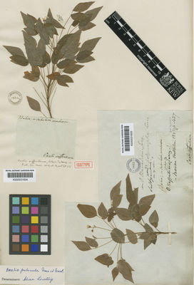 Kew Gardens K000531604:  [Salzmann] [s.n.] Brazil