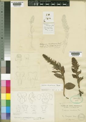 Kew Gardens K000416154:  Wolley-Dod, A.H. [1543] South Africa