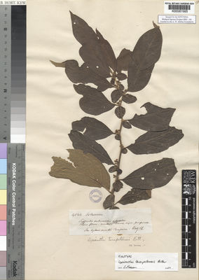 Kew Gardens K000201923:  Spruce, R. [4836] Peru