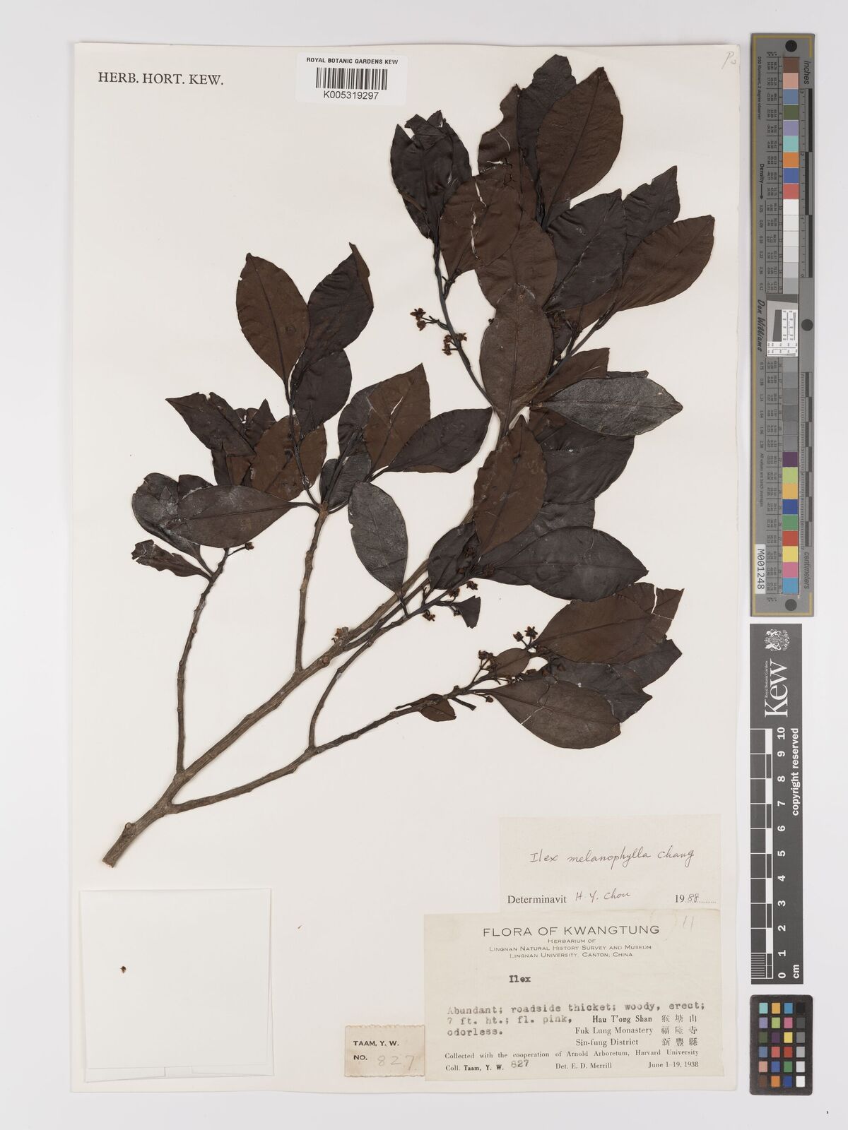 Ilex melanophylla