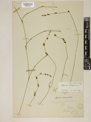 Kew Gardens K000873605:  Mueller, F.J.H.v. [s.n.] Australia