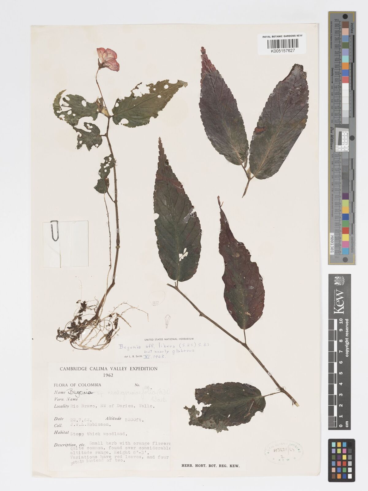 Begonia Libera (L.B.Sm. & B.G.Schub.) L.B.Sm. & B.G.Schub. | Plants Of ...