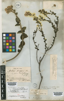 Kew Gardens K000484816:  s.coll. [941] Brazil