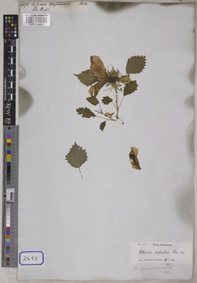 Kew Gardens K001116825:  s.coll. [Cat. no. 2695]