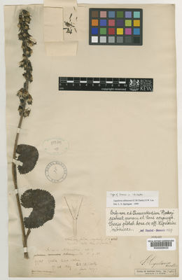 Kew Gardens K000009433:  Clarke, C.B. [9985] India