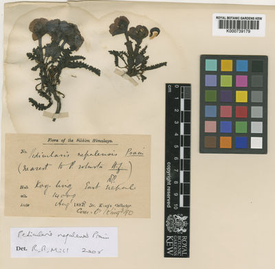 Kew Gardens K000739179:  King's collector [s.n.] India