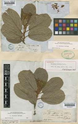 Kew Gardens K000530077:  Purdie [s.n.] Colombia