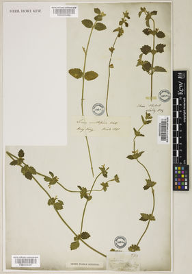 Kew Gardens K000929487:  s.coll. [458] Hong Kong