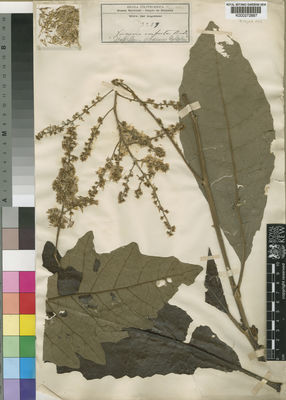 Kew Gardens K000272887:  Welwitsch, F.M.J. [3259] Angola