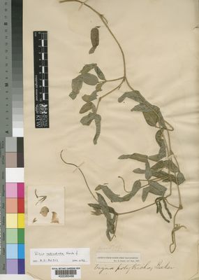 Kew Gardens K000263468:  Baron, R. [s.n.] Madagascar