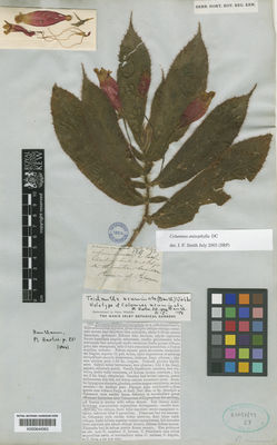 Kew Gardens K000644063:  s.coll. [1261] Colombia