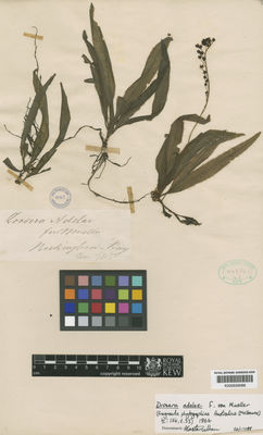 Kew Gardens K000659088:  Mueller, F. [s.n.] Australia