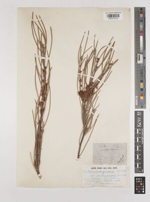 Hakea invaginata B.L.Burtt | Plants of the World Online | Kew Science