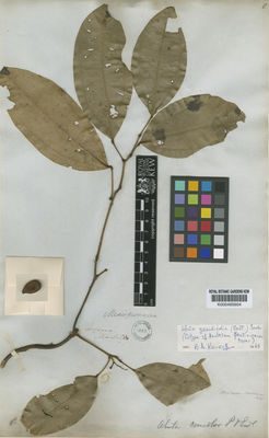 Kew Gardens K000485604:  [Martin] [s.n.] French Guiana