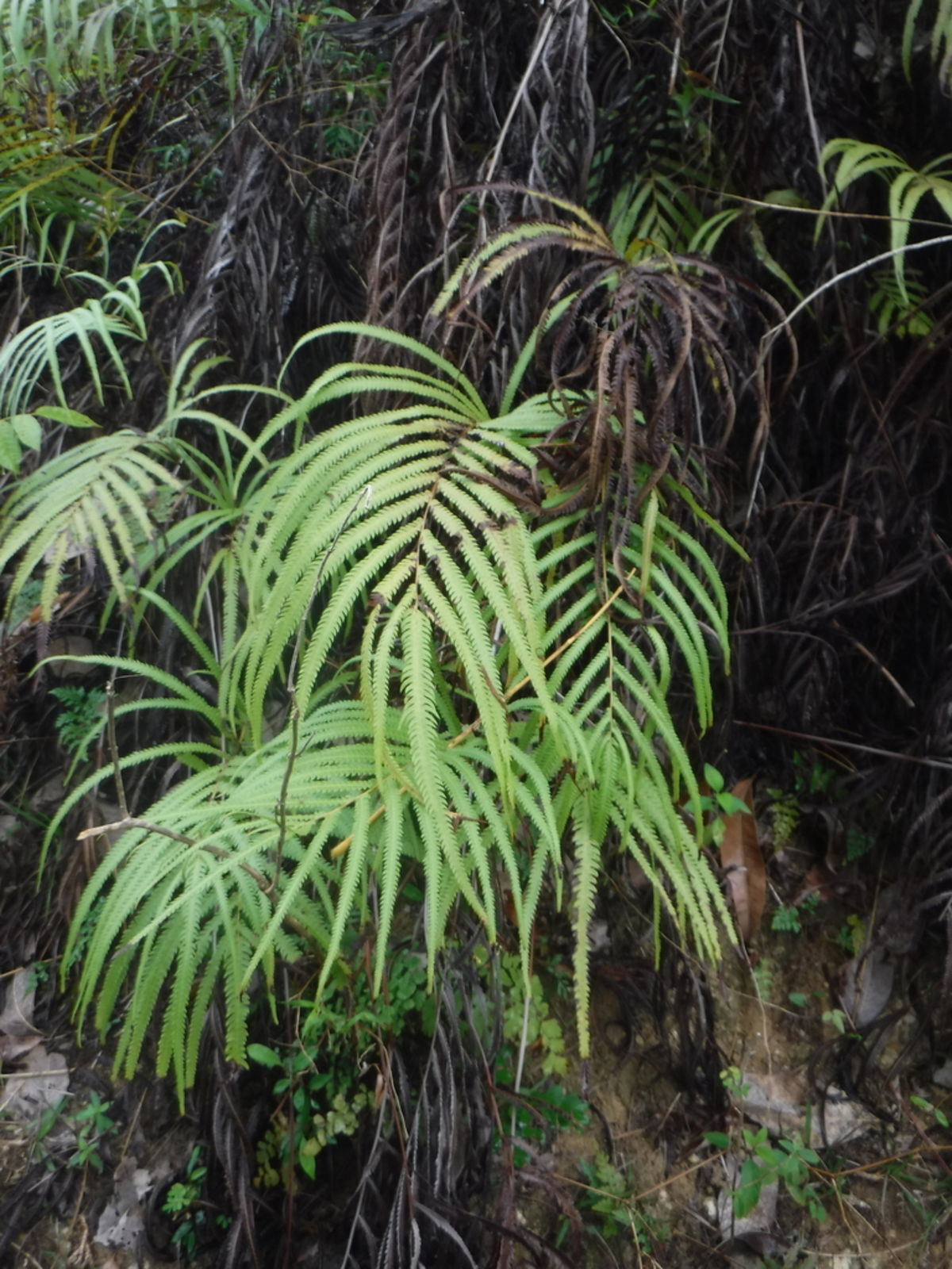 © copyright of the Board of Trustees of the Royal Botanic Gardens, Kew.